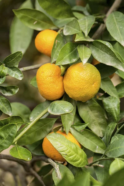 Mandarino Agricoltura Frutto — Foto Stock