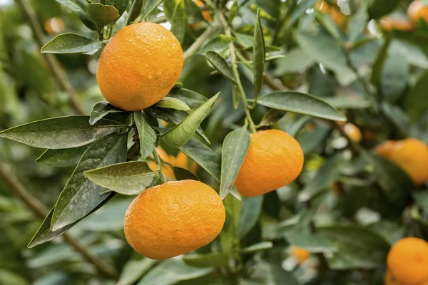 Mandarinkový Strom Ovoce Zemědělství — Stock fotografie