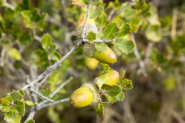 fresh ripe acorns growing on the oak tree