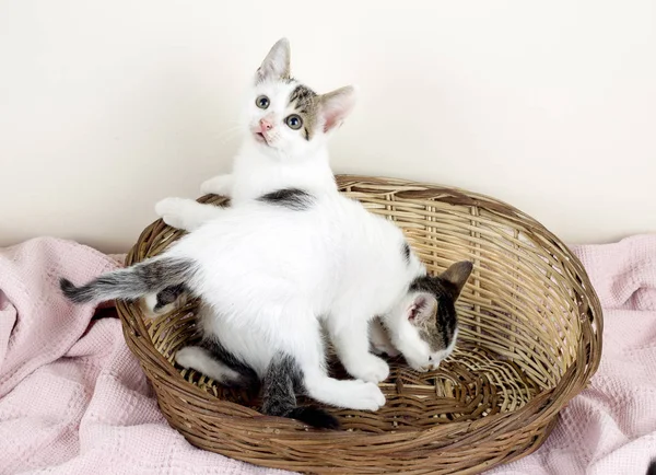 Cute Fluffy Kittens Basket — Foto de Stock