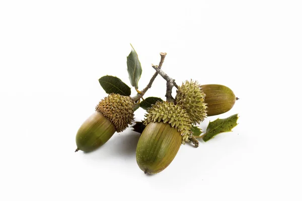 Acorn White Background — Stock Photo, Image