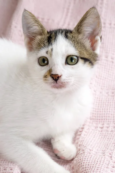 Retrato Bonito Pequeno Gatinho Fofo — Fotografia de Stock