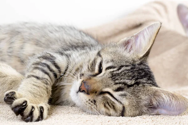 Şirin Yavru Kedi Kedi Miyav — Stok fotoğraf
