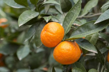 Mandalina ağacı tarım