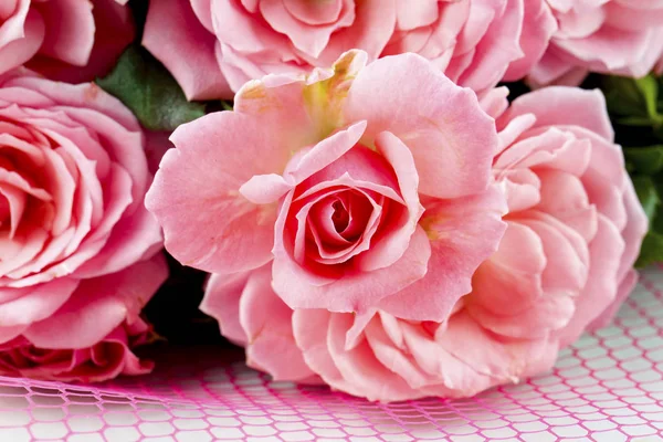 Hermosas Rosas Rosadas Sobre Fondo Blanco —  Fotos de Stock