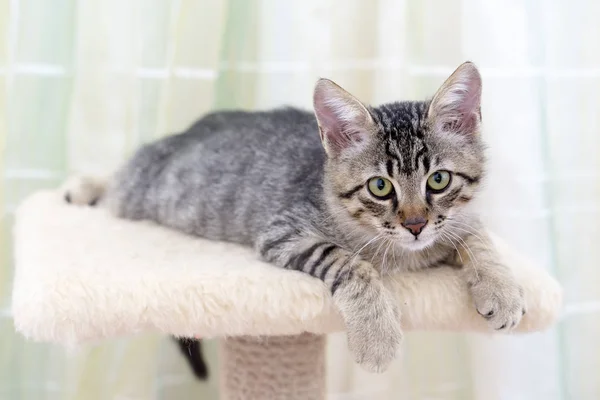 Retrato Bonito Pequeno Gatinho Fofo — Fotografia de Stock