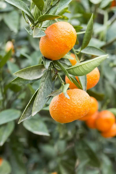 Agricultura Árvore Tangerina — Fotografia de Stock