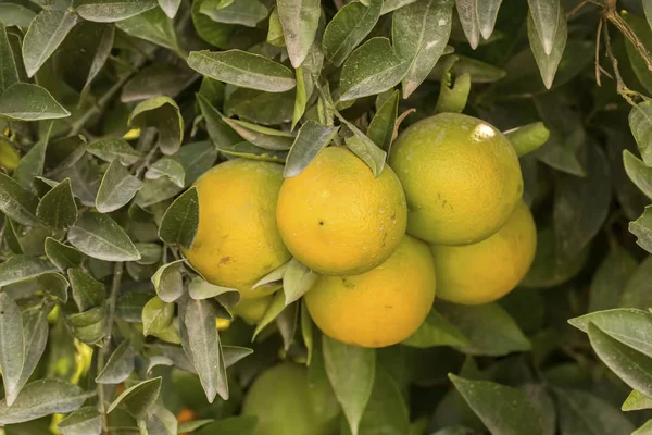 Спелые Лимоны Дереве Саду — стоковое фото