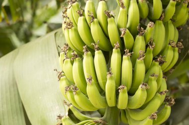 Muz ağacı meyve tarım