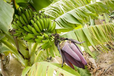 Muz ağacı, meyve tarım