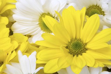 Güzel çiçekler, çiçek konsepti