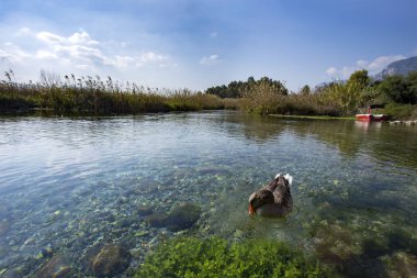 beautiful landscape with duck on the river at daytime