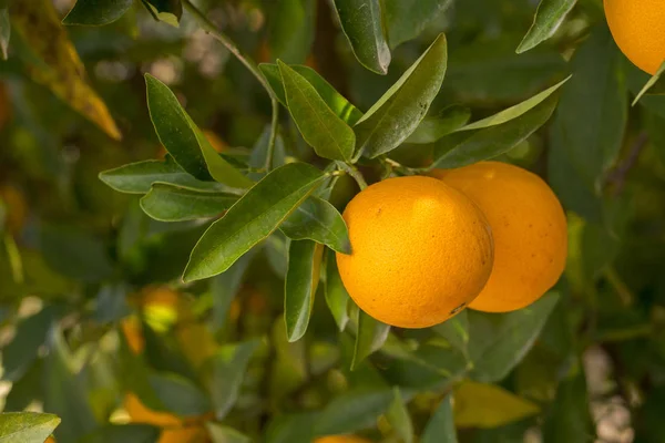Zralé Pomeranče Stromě Zahradě — Stock fotografie