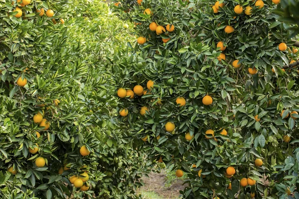 Reife Gelbe Zitronen Auf Dem Baum Garten — Stockfoto