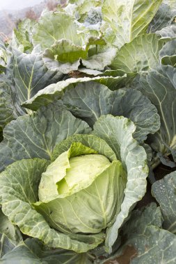 Doğal organik tarım lahana alan