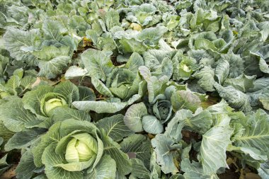 Doğal organik tarım lahana alan