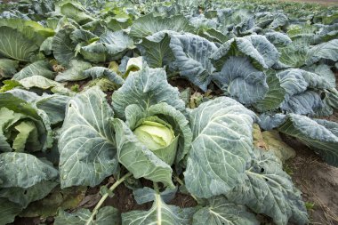 Doğal organik tarım lahana alan