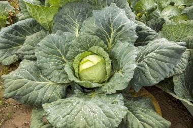 Doğal organik tarım lahana alan