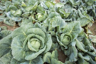 Doğal organik tarım lahana alan