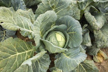 Doğal organik tarım lahana alan