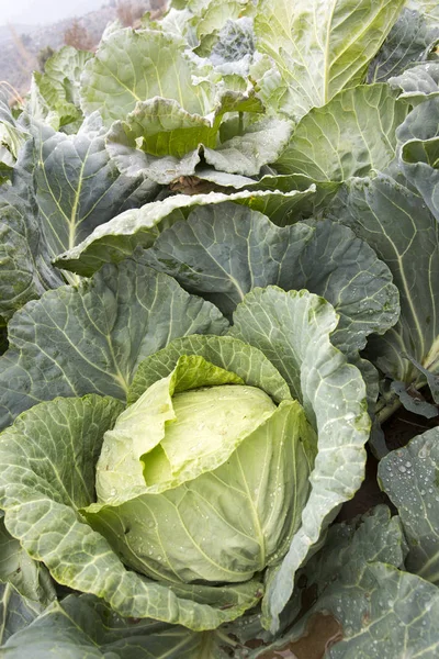 Doğal organik tarım lahana alan