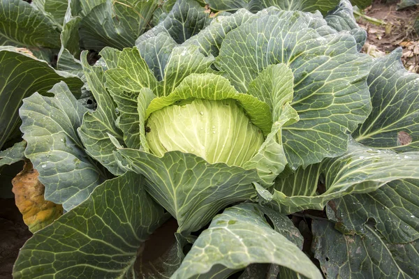 Doğal organik tarım lahana alan