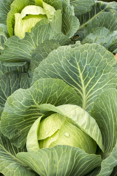 Doğal organik tarım lahana alan