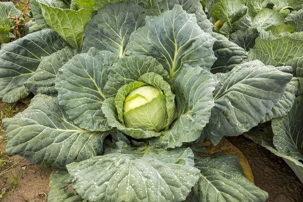 Doğal organik tarım lahana alan