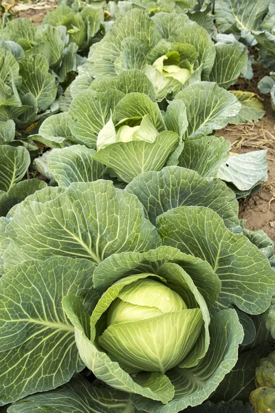 Doğal organik tarım lahana alan