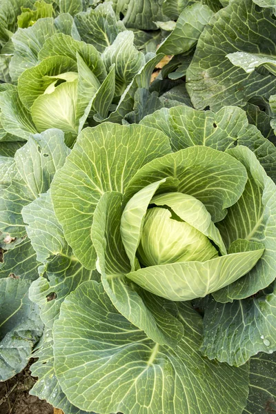 Doğal organik tarım lahana alan