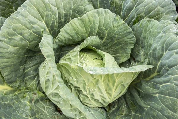 Doğal organik tarım lahana alan