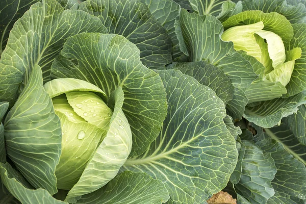 Doğal organik tarım lahana alan