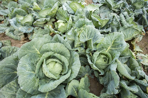 Doğal organik tarım lahana alan