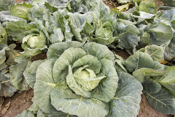 Doğal organik tarım lahana alan