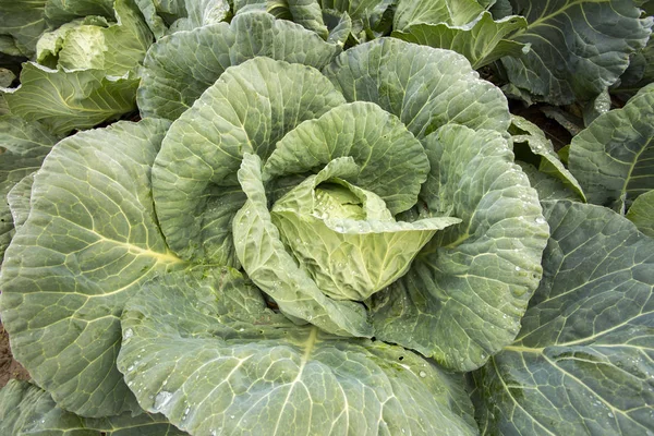 Doğal organik tarım lahana alan