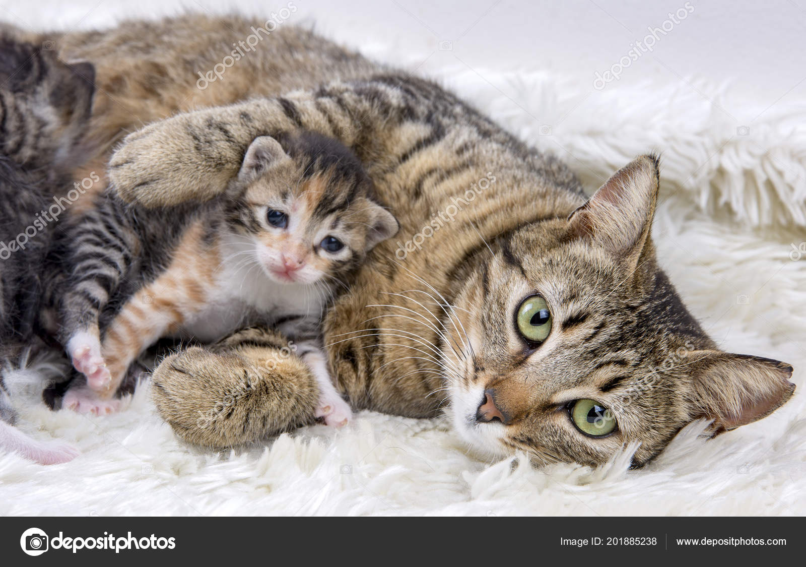 Mother Cat Baby Cat — Stock Photo 