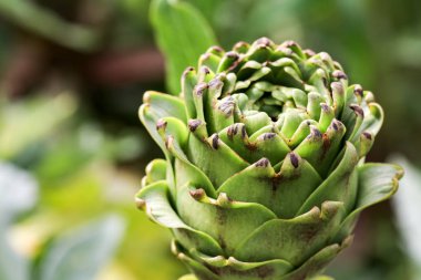 Doğal organik enginar alan