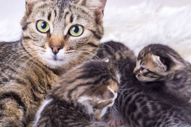 Anne kedi ve yavru kedi.