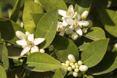 Portakal ağacı çiçeği çiçek