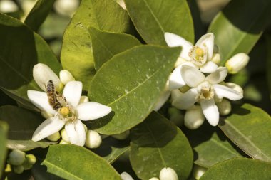 Portakal ağacı çiçeği çiçek