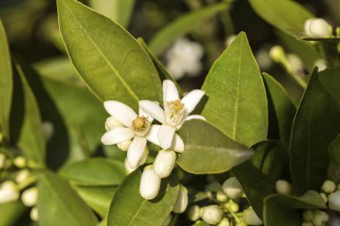 Portakal ağacı çiçeği çiçek