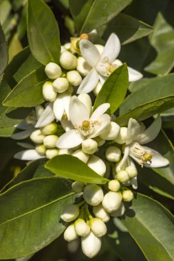 Portakal ağacı çiçeği çiçek