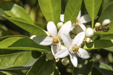 Portakal ağacı çiçeği çiçek