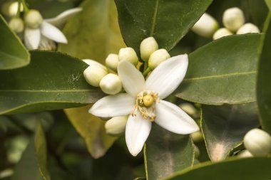 Portakal ağacı çiçeği çiçek