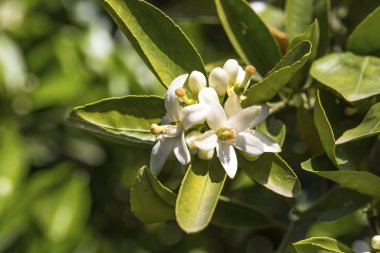 Portakal ağacı çiçeği çiçek