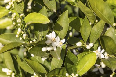 Portakal ağacı çiçeği çiçek