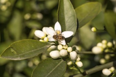 Portakal ağacı çiçeği çiçek