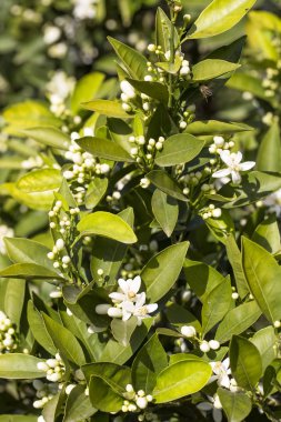 Portakal ağacı çiçeği çiçek