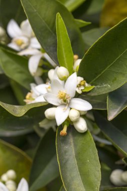 Portakal ağacı çiçeği çiçek