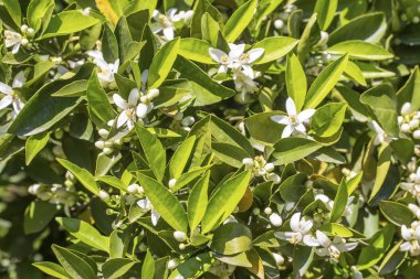 Portakal ağacı çiçeği çiçek